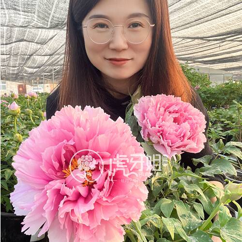 【神都桃御】3加仑中号盆— 3年苗以上（粉色）盆栽牡丹