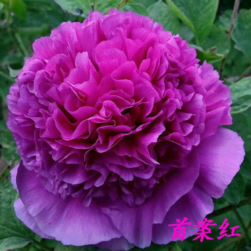 【首案红】6加仑大盆(紫色系)6年以上大苗盆栽牡丹 原盆原土