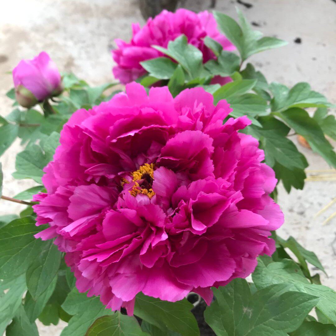 洛阳红品种盆栽牡丹(紫红色系)原盆原土嫁接阳台庭院花卉植物