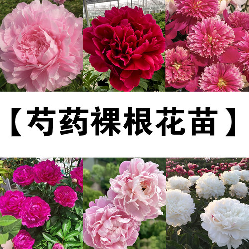【惊喜盒子】重瓣芍药裸根