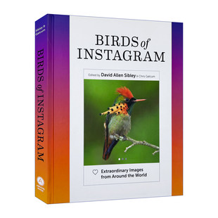 英文原版 Birds of Instagram 世界各地鸟类摄影图册 西布利观鸟指南作者戴维·艾伦·西布利 精装 英文版 进口英语原版书籍