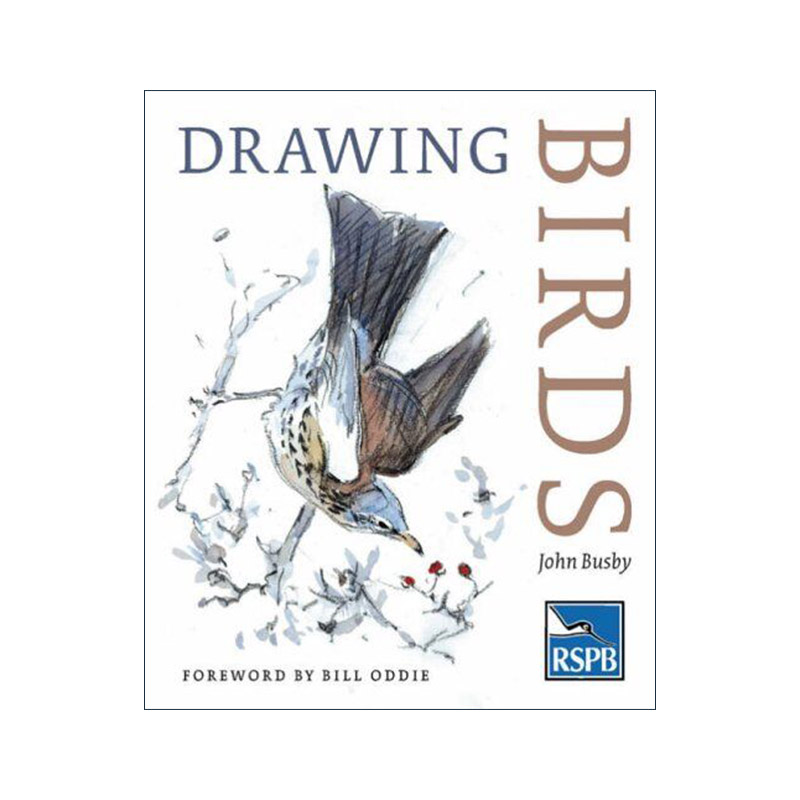 英文原版 Drawing Birds 鸟类绘画手册 45位鸟类绘画专家传授绘画技艺 英文版 进口英语原版书籍