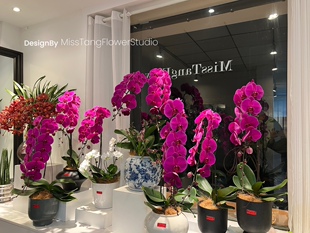 武汉花店蝴蝶兰龙兰盆栽鲜花速递武汉同城