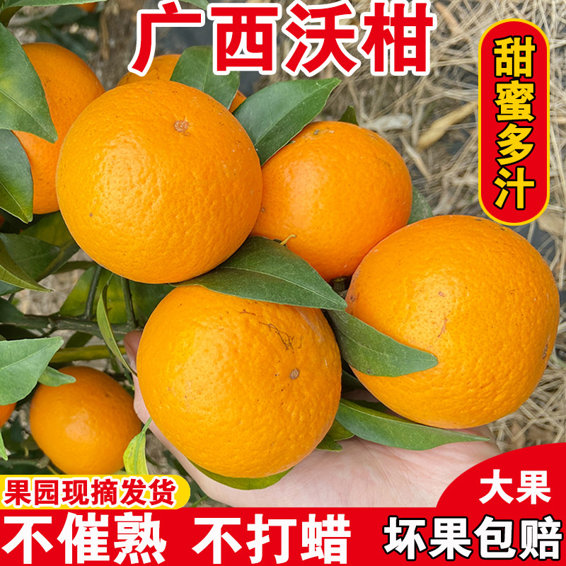 大果福利秒杀产地直发广西武鸣沃柑新鲜水果现摘桔子孕妇水果柑橘