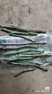 贴吧活动无花果各品种嫁接枝条