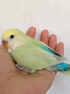 木木三鸟舍手养鸟可爱小鸟珍珠鸟文鸟牡丹鹦鹉七彩玉鸟玄凤马赛克