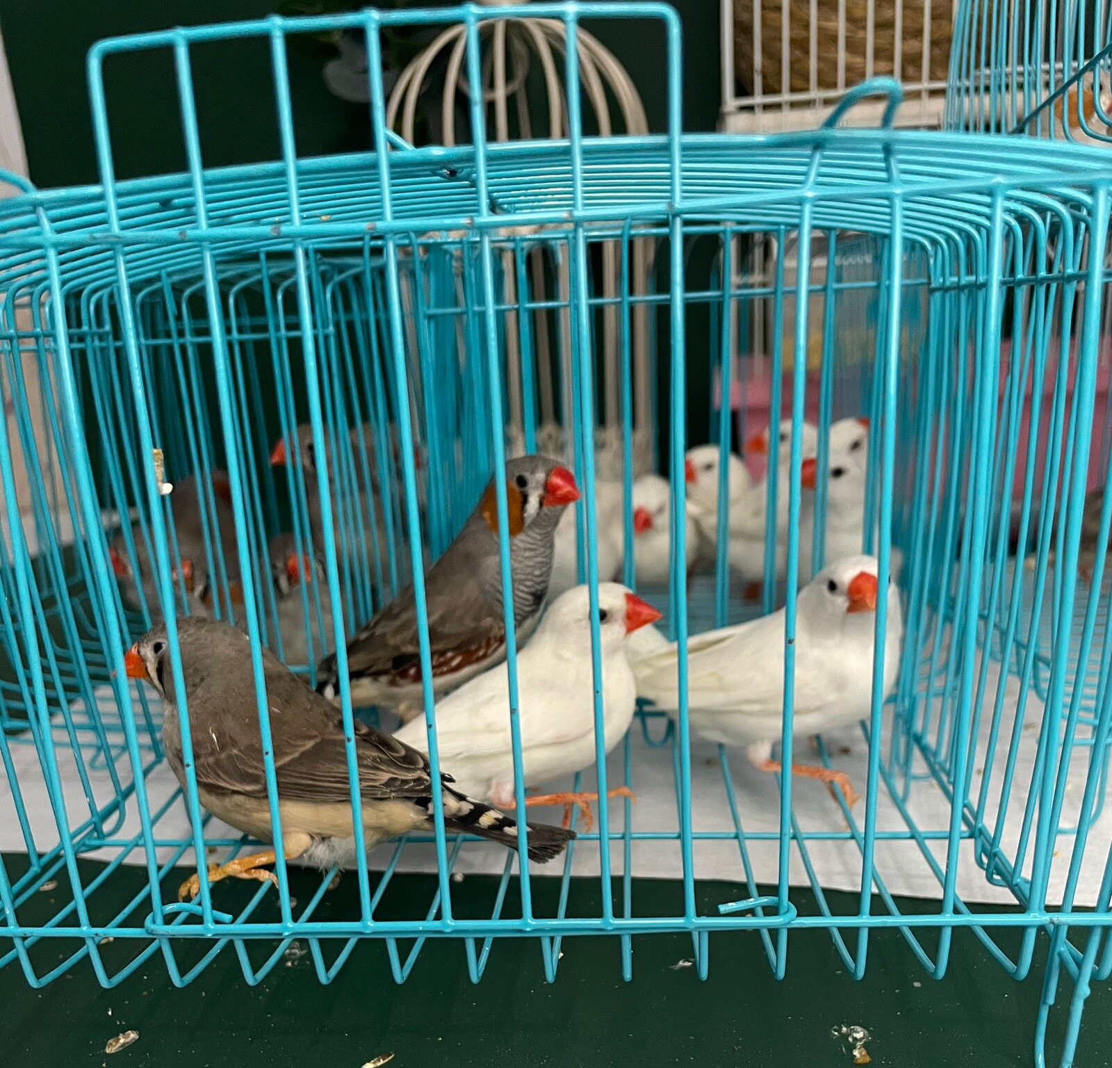 批发小珍珠鸟 白珍珠鸟灰珍珠鸟鸟