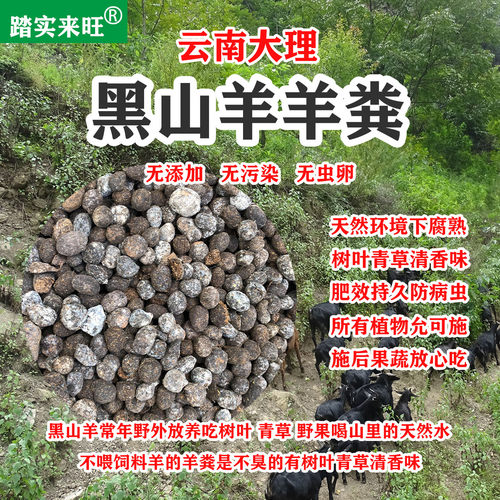 云南高原野外放养纯羊粪发酵腐熟