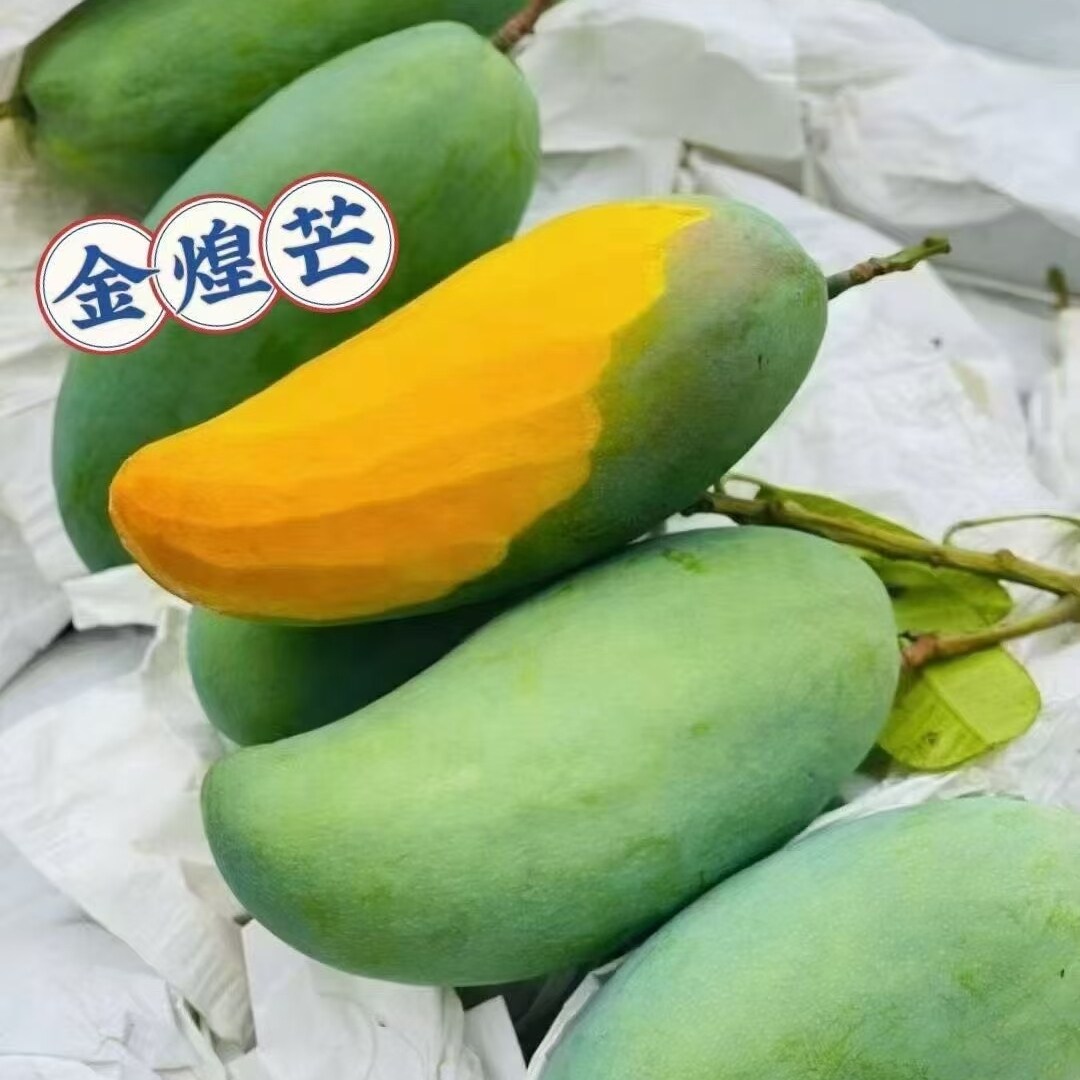 云南丽江华坪芒果（金煌）十斤装 新鲜包邮 云南果园直发