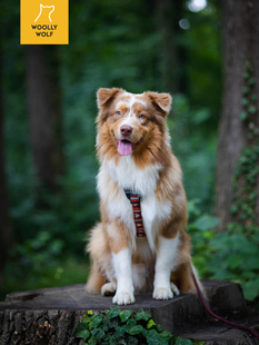 【现货】北极之夜项圈胸围牵引 北欧woolly wolf环保 petisan