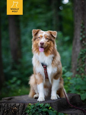 北欧环保woollywolf胸背牵引