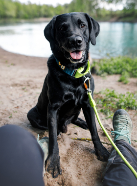 【现货】24新色！绳索牵引 北欧woolly wolf 超轻量 petisan