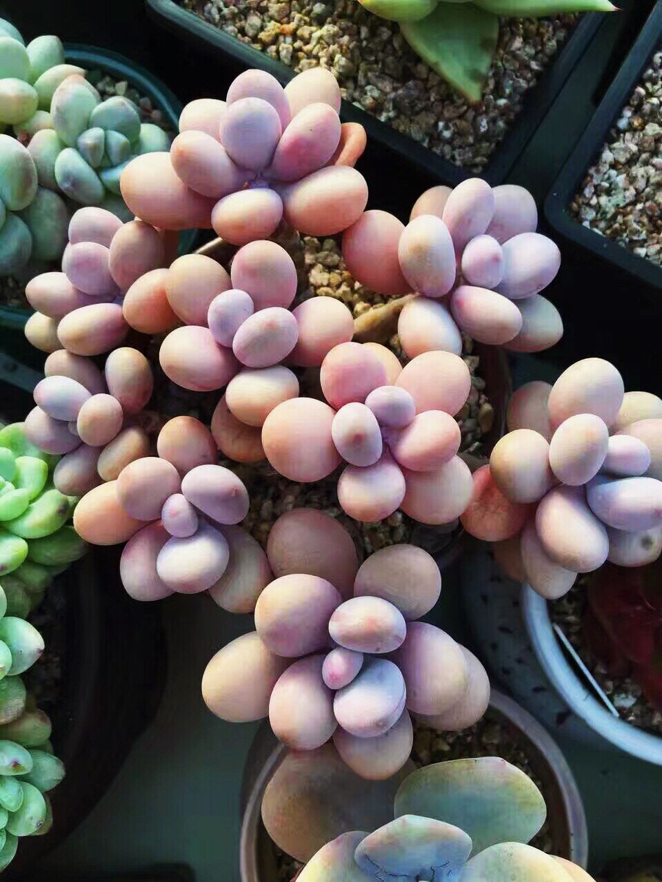 园艺直播老桩多肉植物