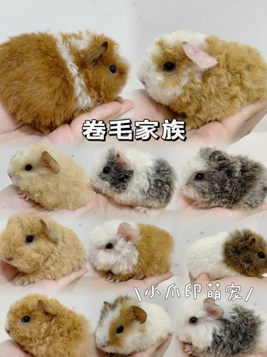 包邮进口品种荷兰猪豚鼠活物活体加州泰迪卷毛荷兰猪英短雕灰豚鼠