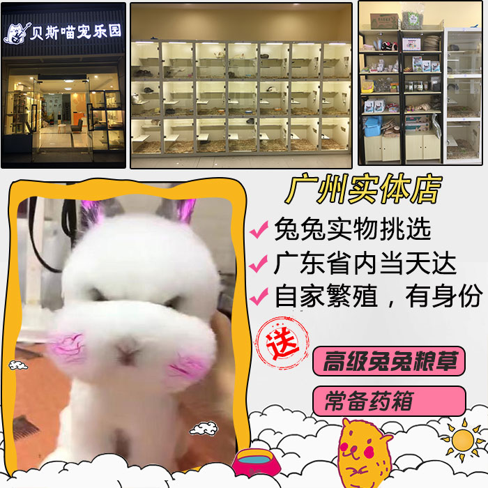可上门挑选兔子宠物侏儒兔茶杯兔猫猫兔荷兰垂耳兔宠物兔活体