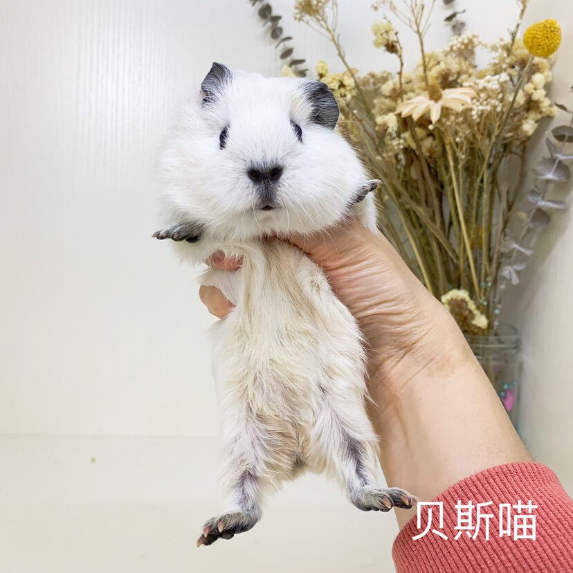 精品豚鼠纯白加州荷兰猪网红萌