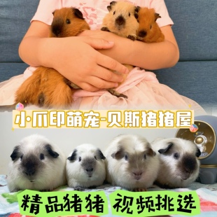 （广州当天到）荷兰猪活体宠物豚鼠加州泰迪英短卷毛奶黄荷兰猪