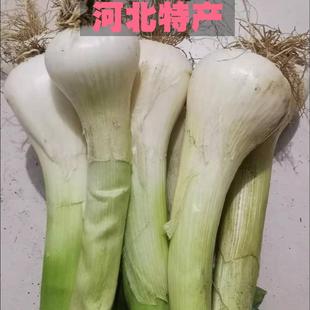 2025新鲜大葱河北特产鸡腿葱老笨葱胜章丘葱农家自种冬储大葱包邮