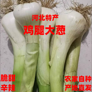 2025年新葱大葱老笨葱鸡腿葱冬储大葱大头葱蔬菜开胃菜纯天然无污