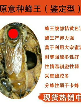 意蜂蜂王原意种蜂王产卵王黄金意蜜浆开产王产蜂王包活
