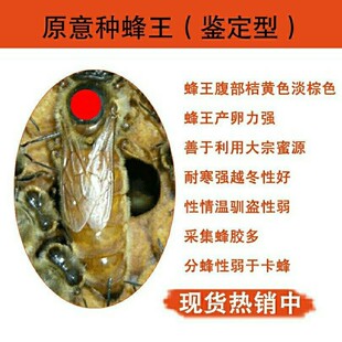 意蜂蜂王原意种蜂王产卵王黄金意蜜浆开产王产蜂王包活
