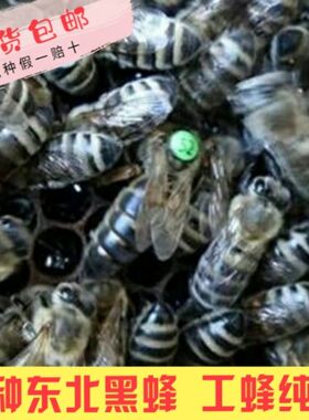 东北黑蜂种王人工授精纯种东北黑蜂群 黑蜂群蜜蜂 意蜂群活体包邮