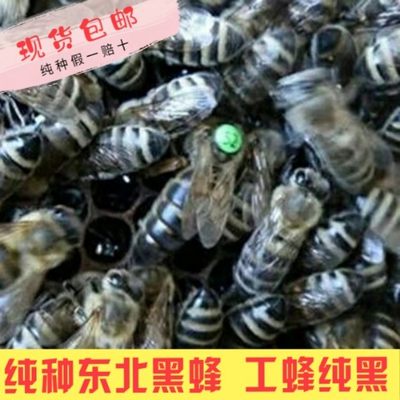 东北黑蜂种王人工授精纯种东北黑蜂群 黑蜂群蜜蜂 意蜂群活体包邮