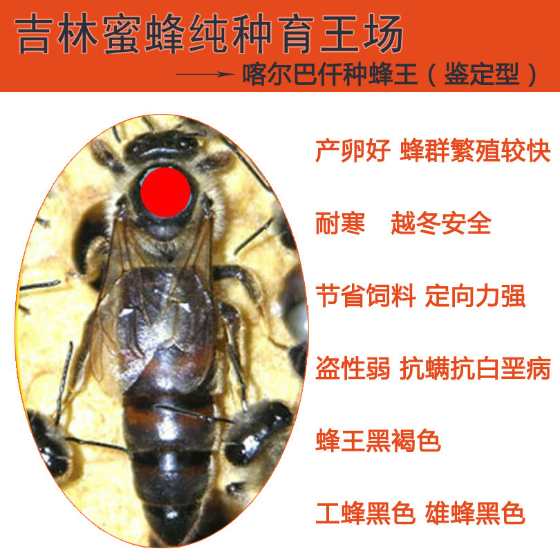 喀尔巴阡蜂王意蜂王蜜蜂新蜂王种王纯种王蜜蜂王活体保活包邮现货
