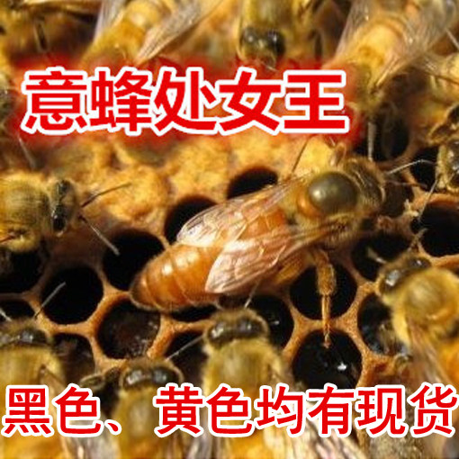 意大利蜜蜂蜂王意蜂王处女王蜜型黑色王未交尾低价包活包邮现货