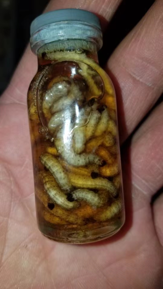 苍耳虫活体 苍耳子虫 中药材 中草药 芝麻油浸苍耳子虫