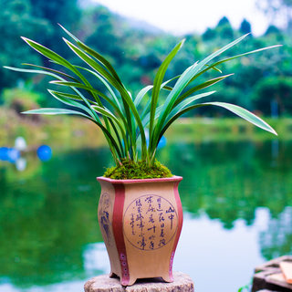 兰草招财兰花盆栽植物名贵墨兰兰草花浓香兰花苗带花苞绿植极有家