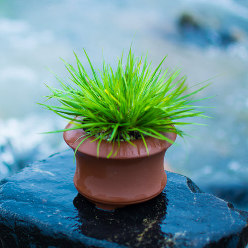 桌上植物销量排行榜 桌上植物品牌热度排名 小麦优选