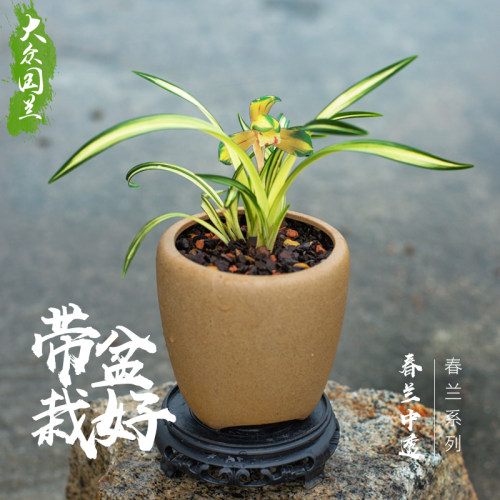 矮种【春兰中透】兰花苗