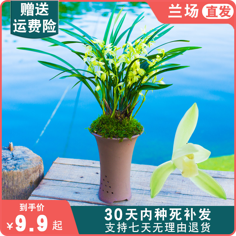 兰草龙岩素兰花盆栽植物名贵