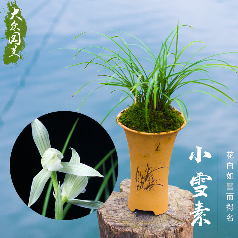 兰花盆栽植物莲瓣兰小雪素名贵细叶兰花苗兰草带花苞好养大众国兰
