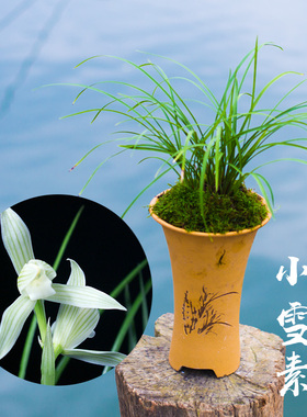 兰花盆栽植物莲瓣兰小雪素名贵细叶兰花苗兰草带花苞好养大众国兰