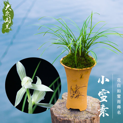 兰花盆栽植物莲瓣兰小雪素