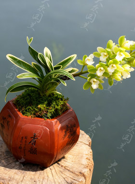 凤凰冠兰花盆栽植物矮种名贵花卉金边凤凰冠兰草室内盆景兰花苗带