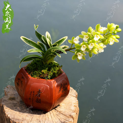 凤凰冠兰花盆栽植物矮种