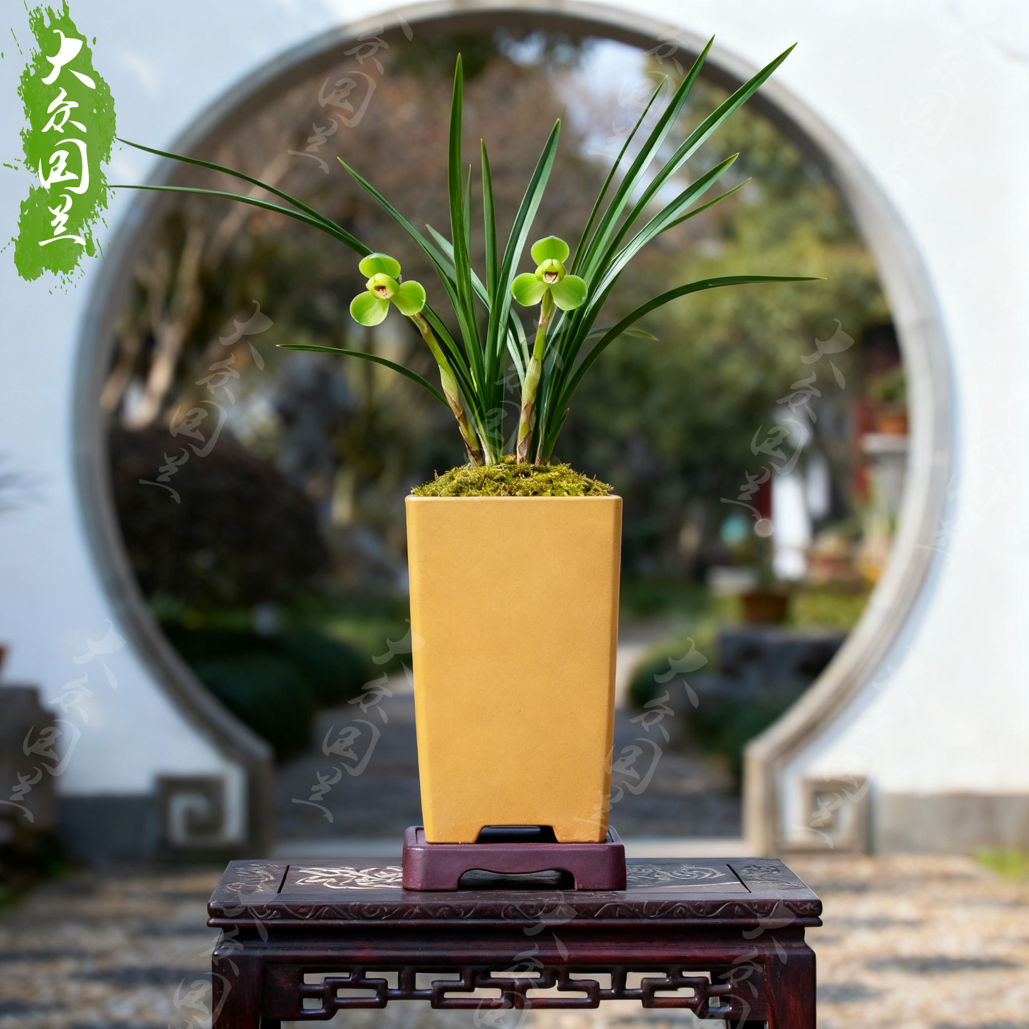 【宋梅】兰花春兰盆栽