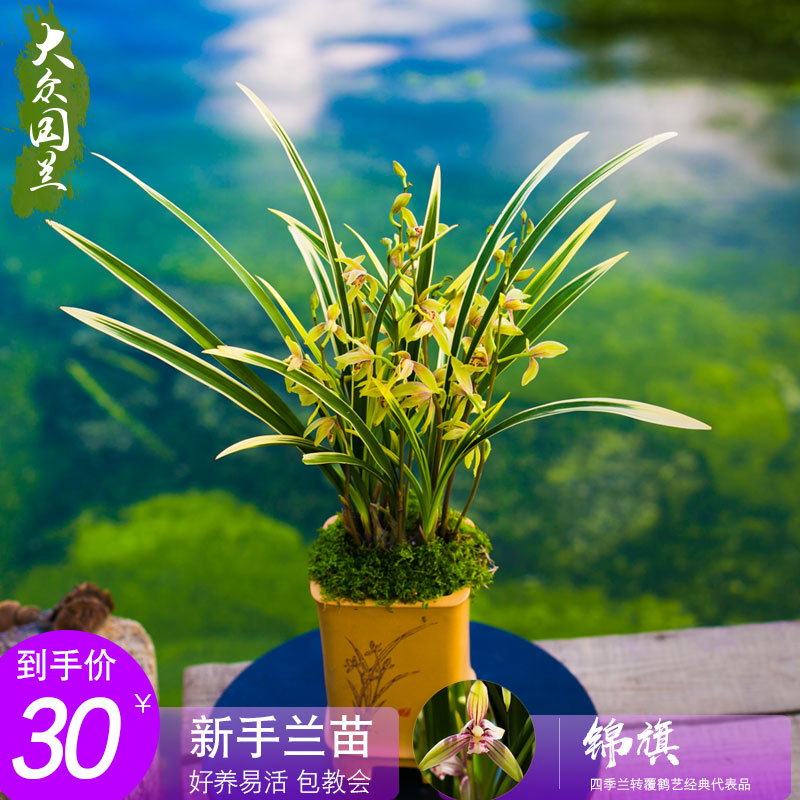 国兰草锦旗兰花种子金边建兰四季兰盆栽植物名贵兰花苗带花苞漳州