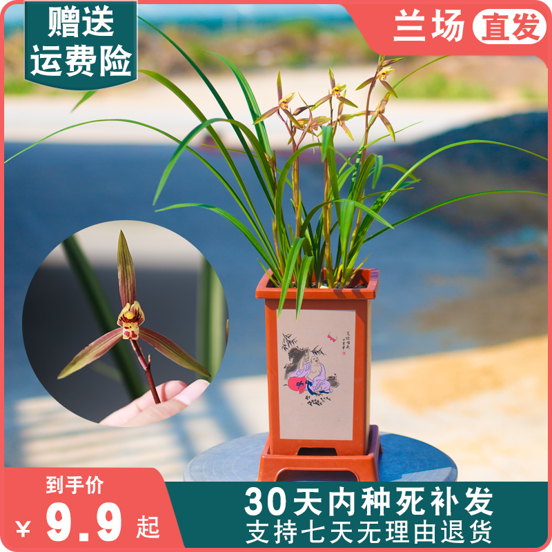 【春丽】兰花名贵盆栽春兰