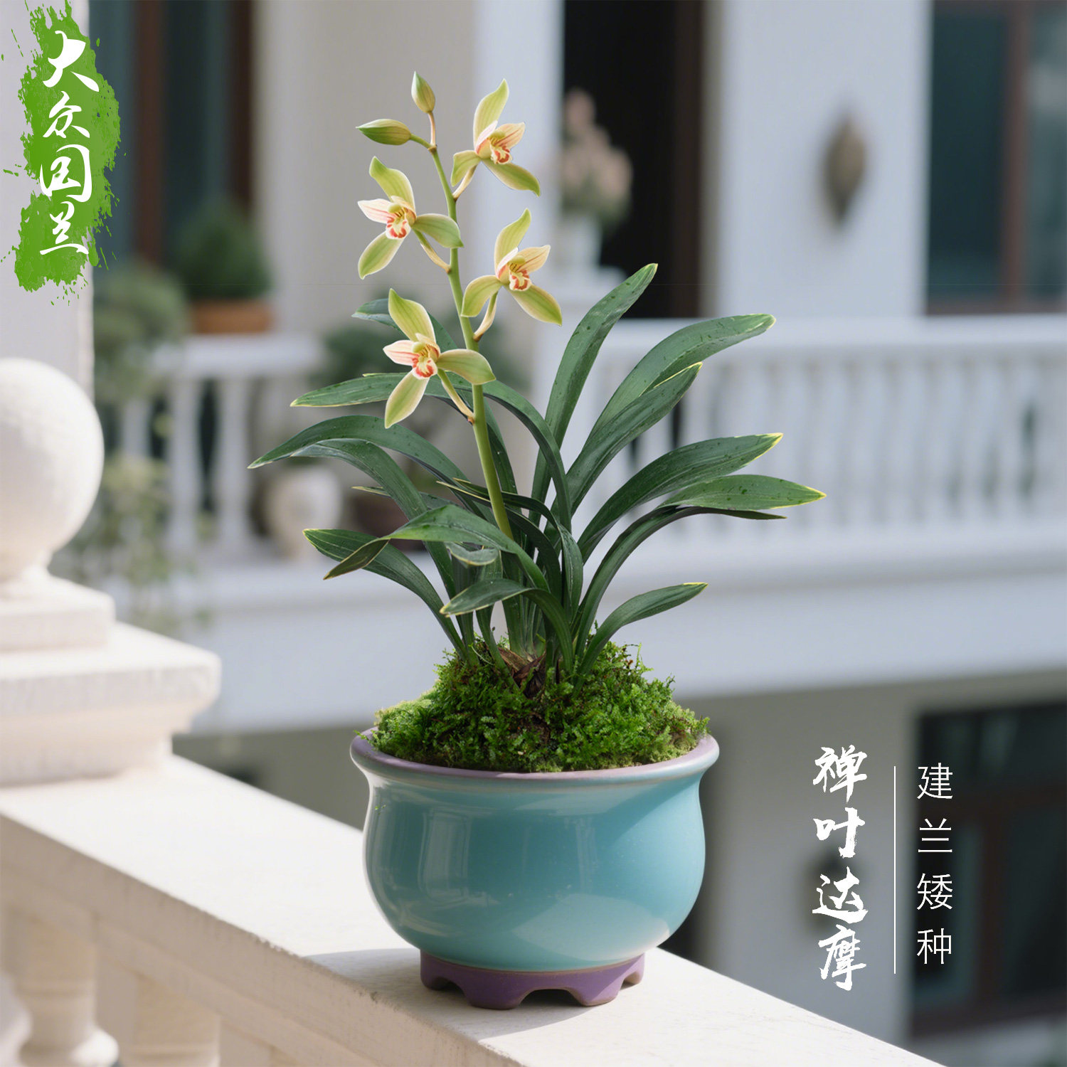 【禅叶达摩】兰花苗矮种金边建兰阳台浓香国兰名贵盆栽植物室内,鲜花速递/花卉仿真/绿植园艺,国兰/杂交兰/洋兰类,淘宝优惠券,粉丝福利购,淘宝优惠卷