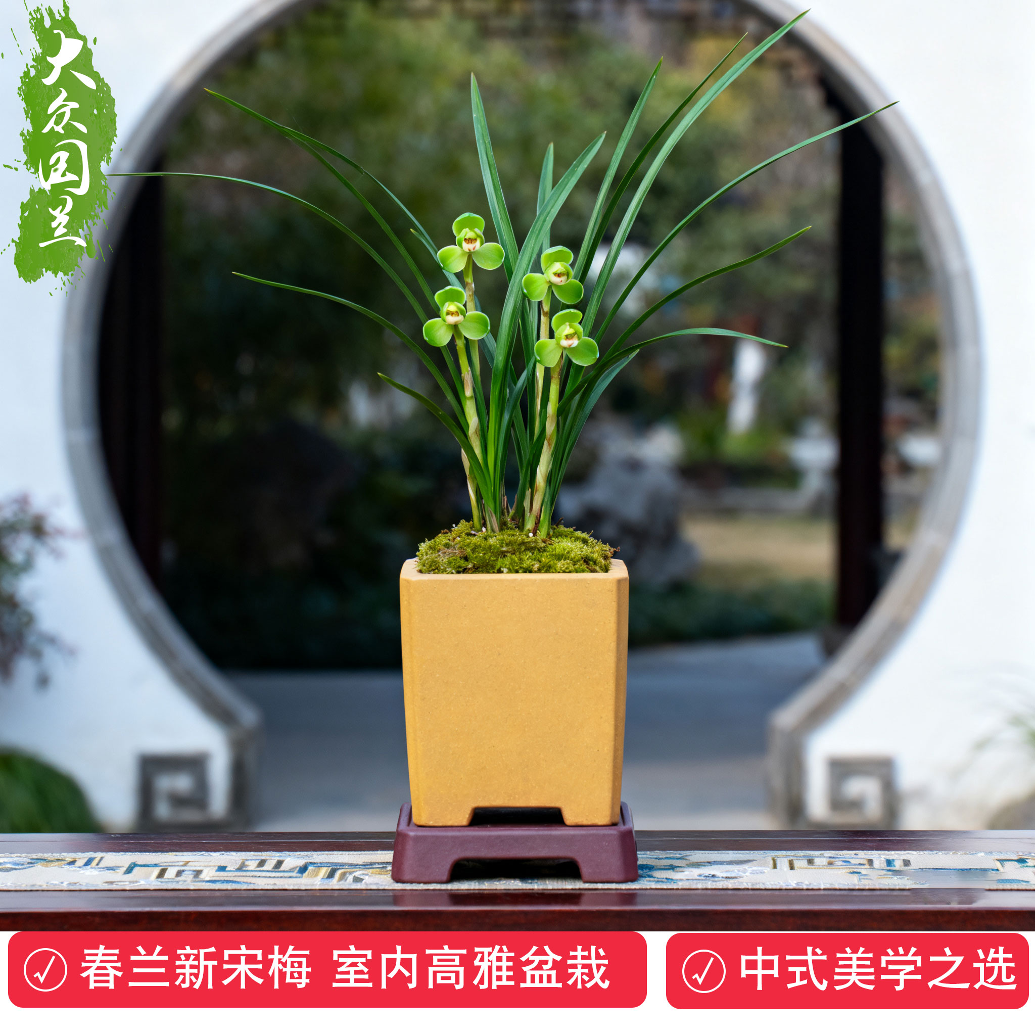 【春兰新宋梅】兰花苗名贵盆栽花卉植物室内兰草国兰浓香细叶好养