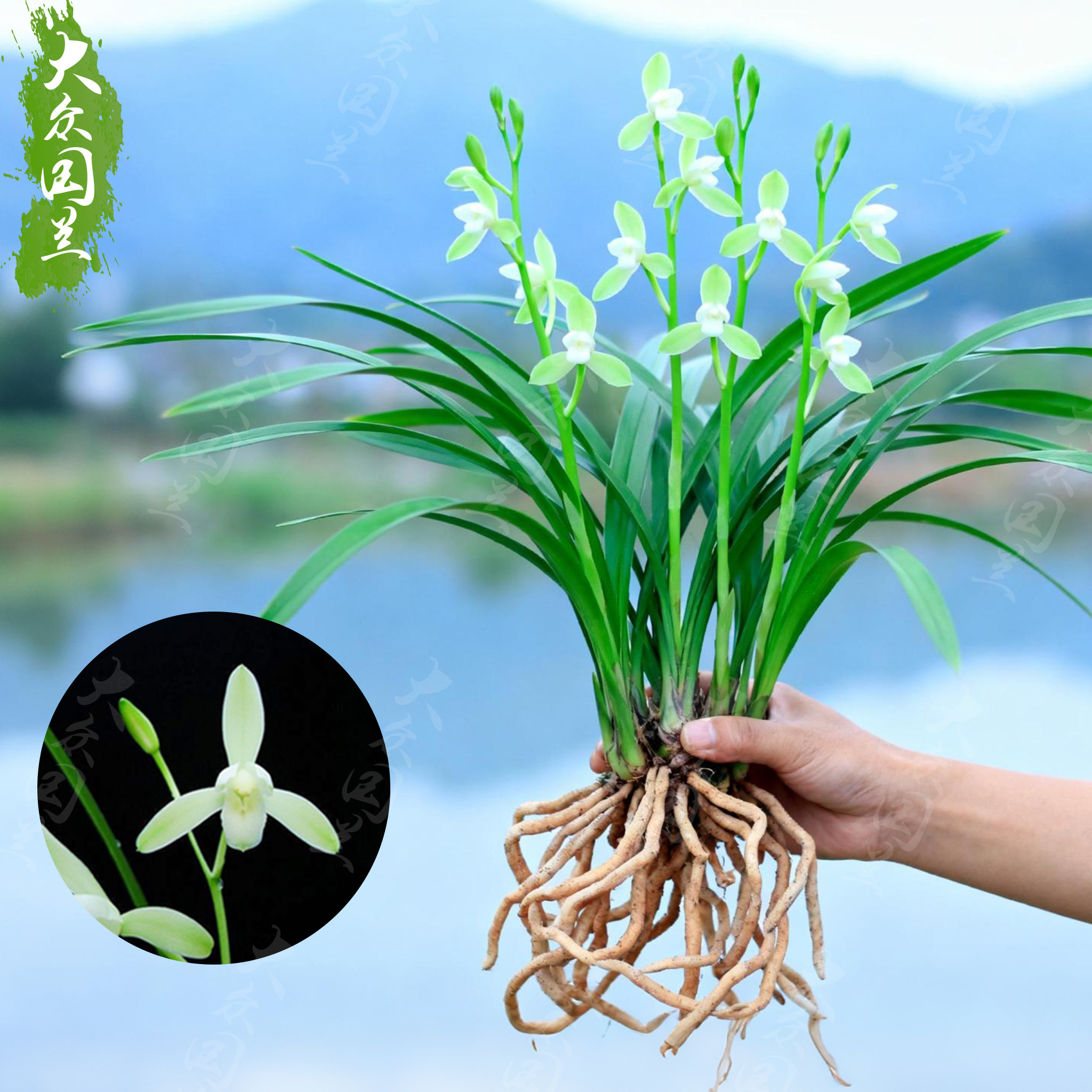 兰花盆栽兰草建兰四季兰浓香兰花苗桌面花卉国兰带花苞大凤素绿植,鲜花速递/花卉仿真/绿植园艺,国兰/杂交兰/洋兰类,淘宝优惠券,粉丝福利购,淘宝优惠卷