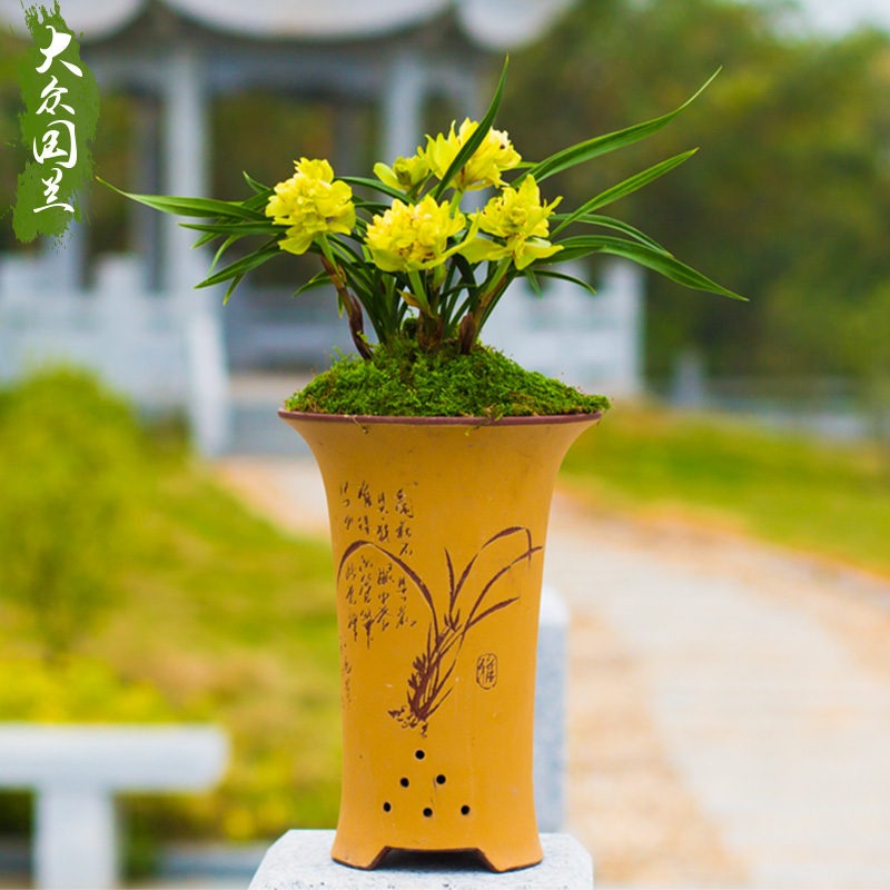 黄金牡丹兰花盆栽植物花卉兰花苗带花苞春兰兰草天彭九仙大众国兰