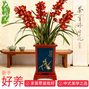 兰浓香型兰花苗建兰室内兰草国兰 兰花盆栽植物名贵四季 红双喜