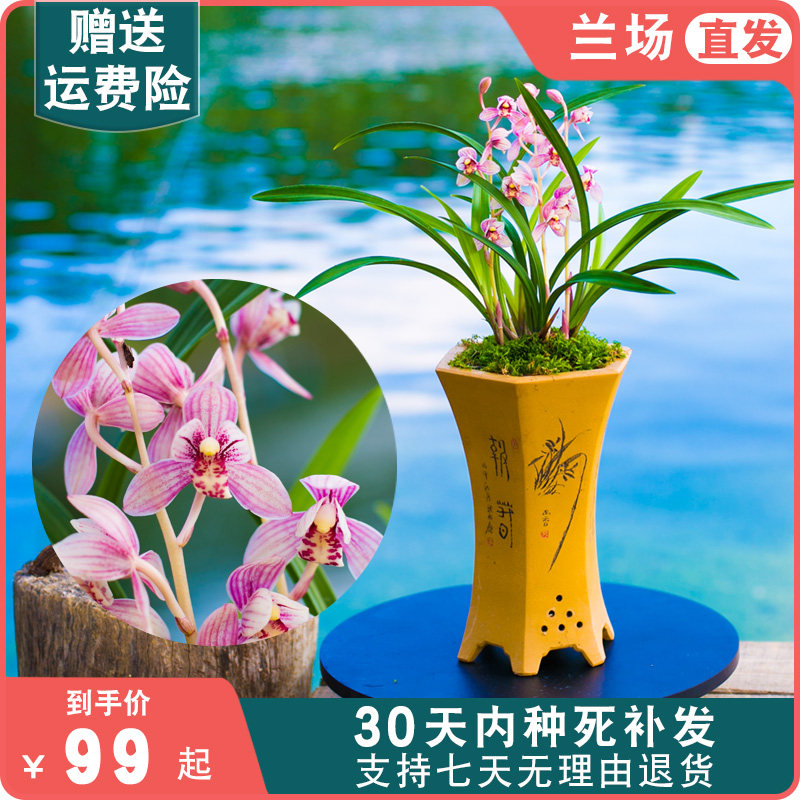 建兰红月兰花盆栽植物名贵带花苞红花荷瓣四季兰草浓香大众国兰场