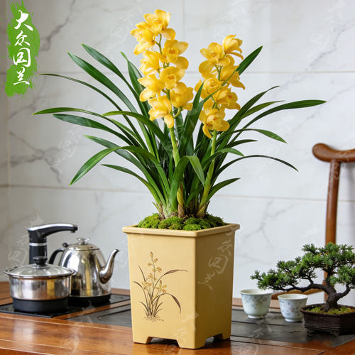 【建兰皇冠明珠】兰花苗四季兰