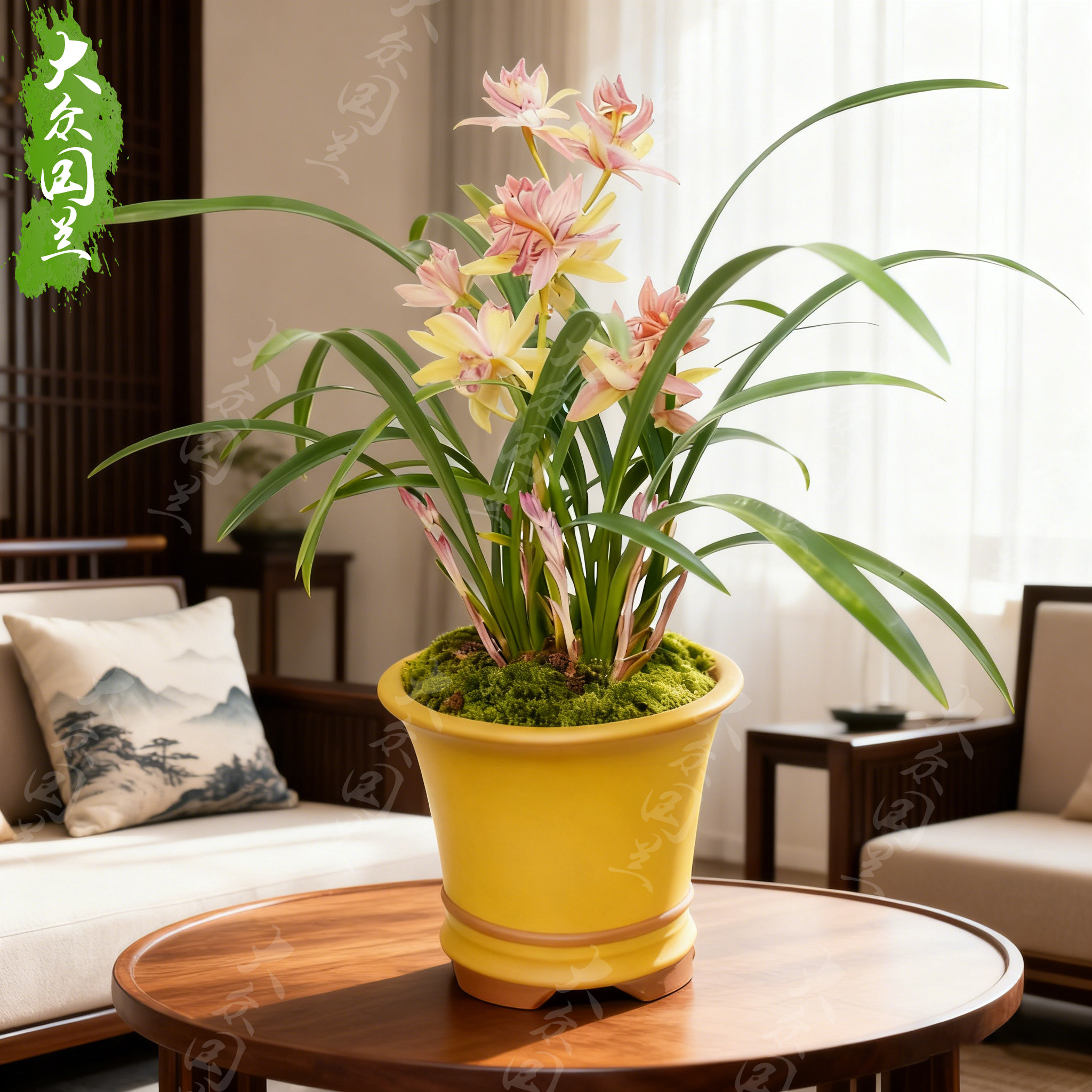 兰花苗建兰奇花红婵仙子名贵盆栽植物浓香型兰草国兰室内客厅阳台